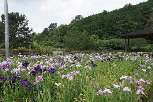 花しょうぶ1