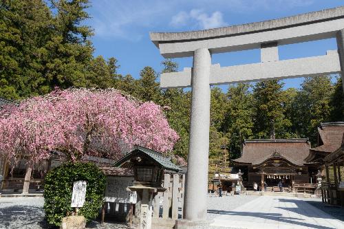 小國神社桜
